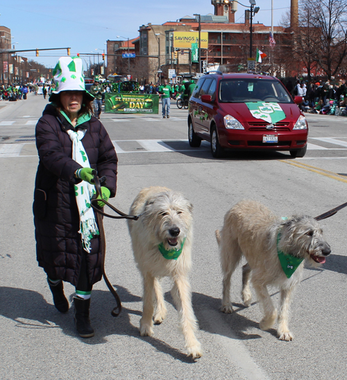 Irish Wolfhounds